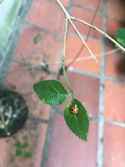 Harmonia axyridis