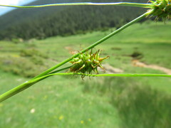 Carex lepidocarpa