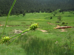 Carex lepidocarpa