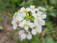 Diplotaxis erucoides