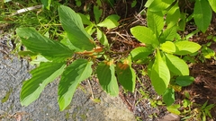 Flemingia strobilifera