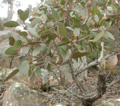 Eucalyptus obliqua