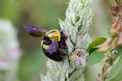 Xylocopa calens