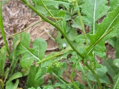 Diplotaxis erucoides