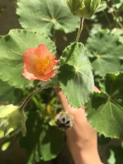 Callianthe pauciflora