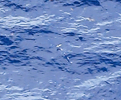 Cheilopogon melanurus