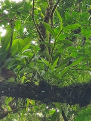 Epidendrum portoricense