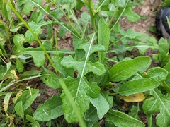 Diplotaxis erucoides