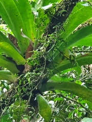 Epidendrum strobiliferum