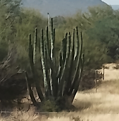 Stenocereus thurberi