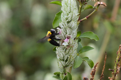 Xylocopa calens