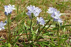 Scilla verna