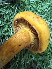 Chroogomphus rutilus