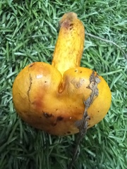 Chroogomphus rutilus