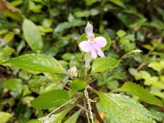 Impatiens hochstetteri