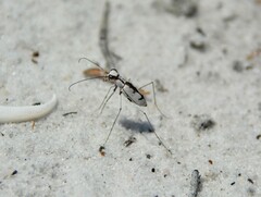 Ellipsoptera gratiosa