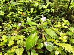 Impatiens hochstetteri