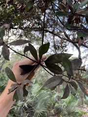 Persea borbonia