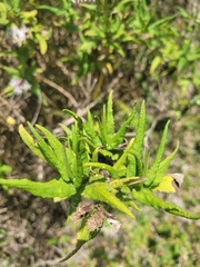 Aristeguietia salvia