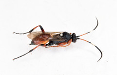 Ichneumonina