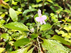 Impatiens hochstetteri