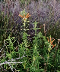 Leonotis leonurus
