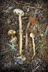 Battarrea phalloides