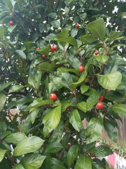 Crataegus mexicana