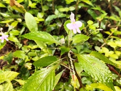 Impatiens hochstetteri