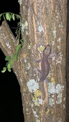 Oedura tryoni