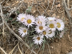 Townsendia hookeri