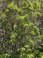 Melicytus ramiflorus