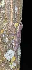 Oedura tryoni