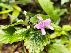 Impatiens hochstetteri