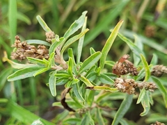 Amaranthus muricatus