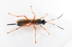 Agrothereutina