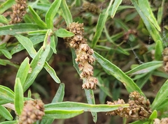 Amaranthus muricatus