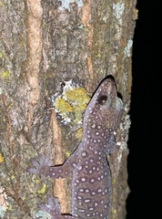 Oedura tryoni