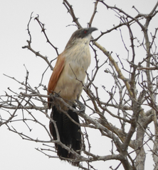 Centropus superciliosus burchellii