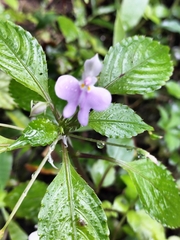 Impatiens hochstetteri