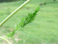 Carum carvi