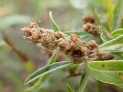 Amaranthus muricatus