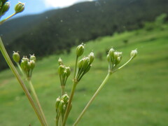 Carum carvi