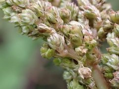 Amaranthus muricatus