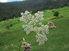 Carum carvi