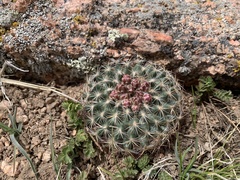Pediocactus simpsonii