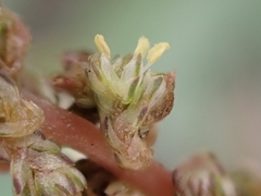 Amaranthus muricatus