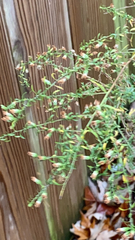 Symphyotrichum dumosum