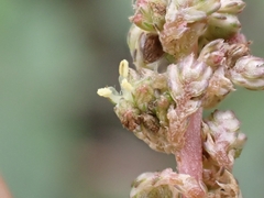 Amaranthus muricatus