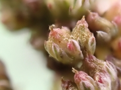 Amaranthus muricatus